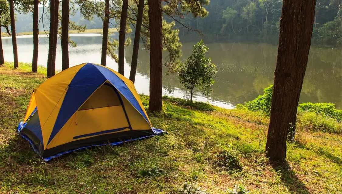 Forest campsite in France